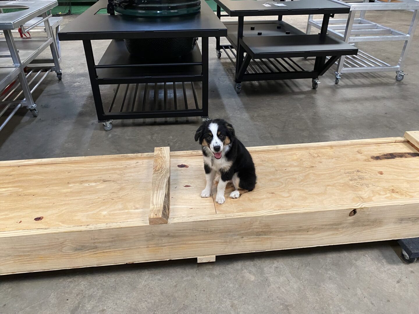 A dog enjoys seating on one completed table